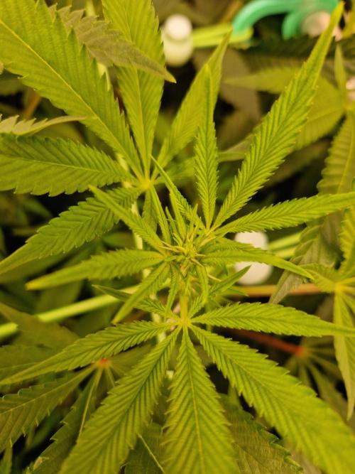 Gorilla Melon. Week 16 - 09.01.26