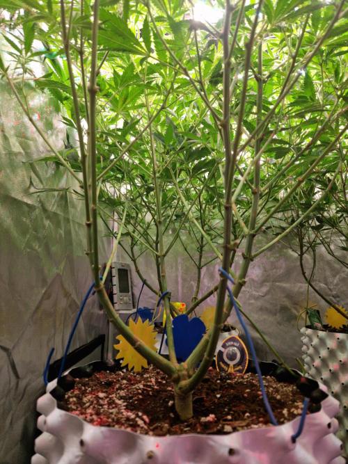 7th Wave. Week 12 - 09.01.26