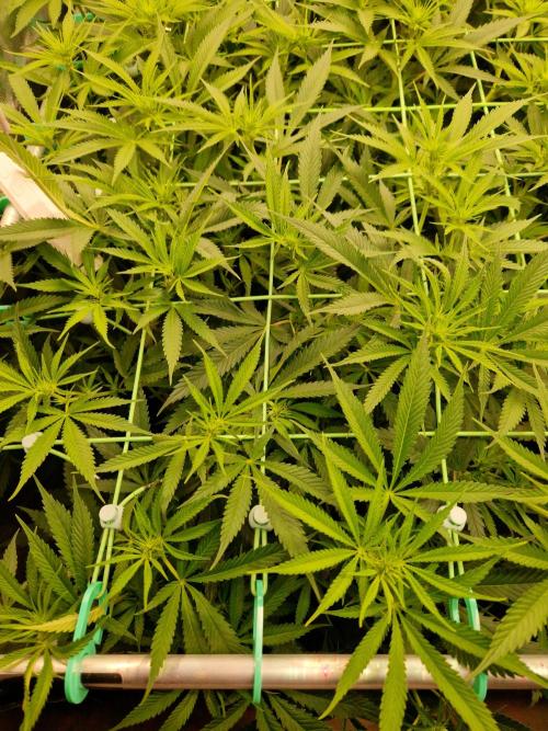 7th Wave. Week 12 - 09.01.26