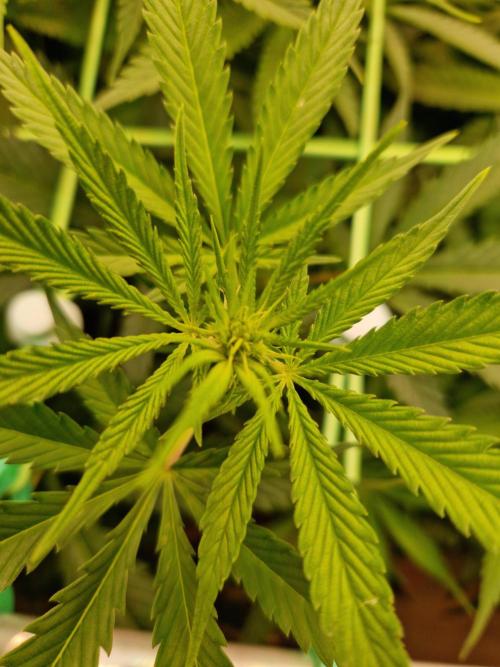 7th Wave. Week 12 - 09.01.26