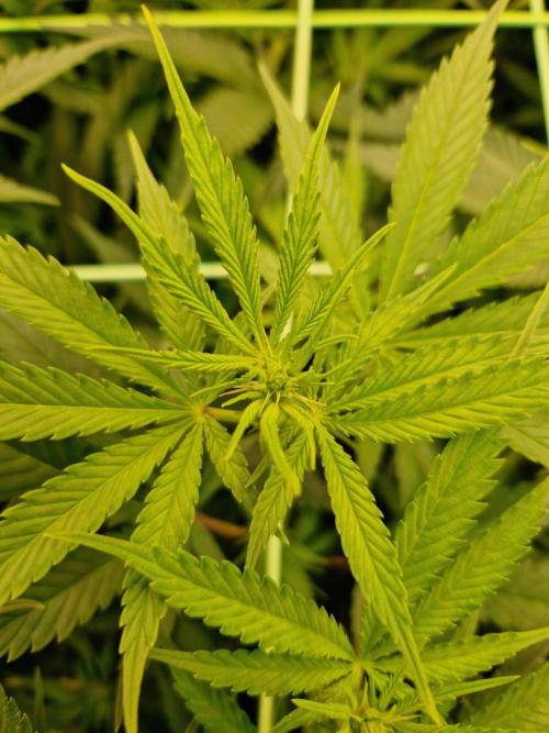 7th Wave. Week 12 - 09.01.26