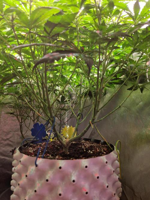 Enemy of the State. Week 12 - 09.01.26