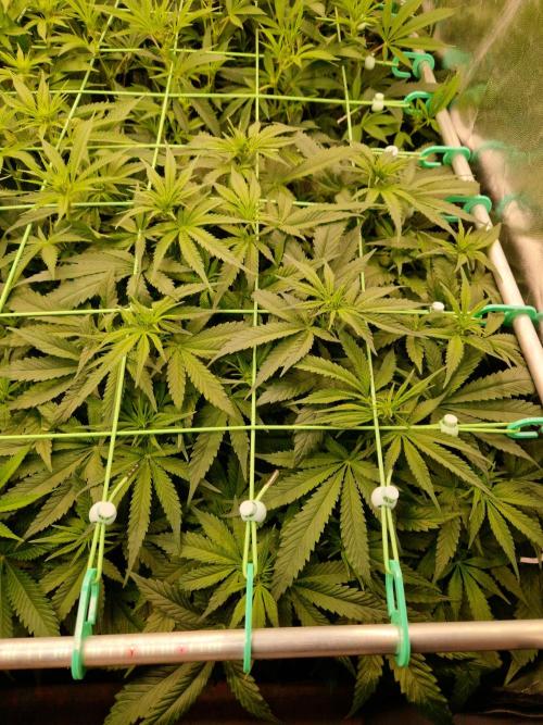 Enemy of the State. Week 12 - 09.01.26