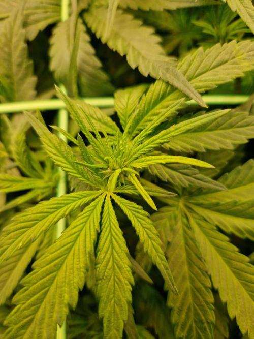 Enemy of the State. Week 12 - 09.01.26