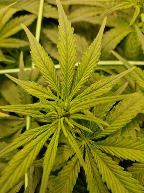 Enemy of the State. Week 12 - 09.01.26