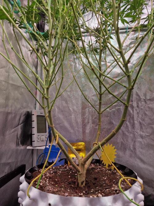 Lemon Mandarin. Week 17 - 16.01.26