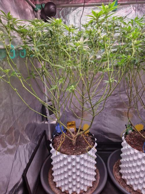 Lemon Mandarin. Week 17 - 16.01.26