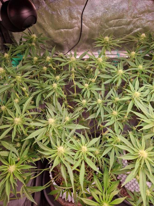 Lemon Mandarin. Week 17 - 16.01.26