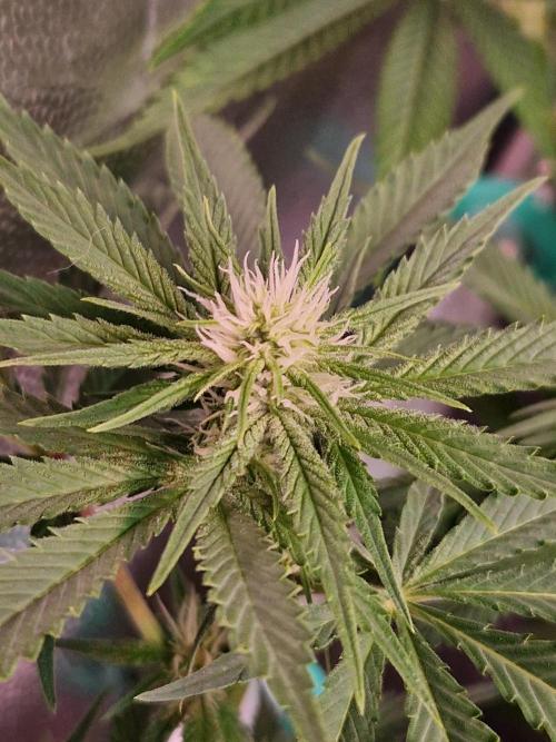 Lemon Mandarin. Week 17 - 16.01.26