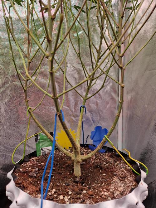 Gorilla Melon. Week 17 - 16.01.26 