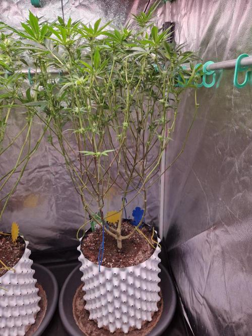 Gorilla Melon. Week 17 - 16.01.26 