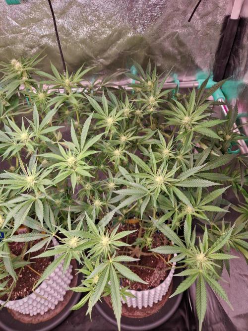 Gorilla Melon. Week 17 - 16.01.26 