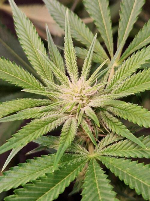 Gorilla Melon. Week 17 - 16.01.26 