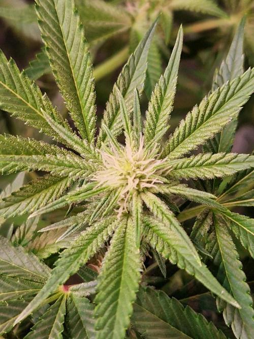 Gorilla Melon. Week 17 - 16.01.26 