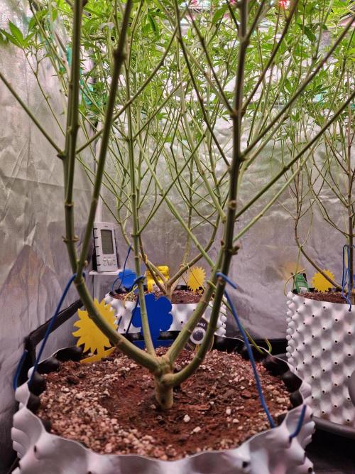 7th Wave. Week 13 - 16.01.26 