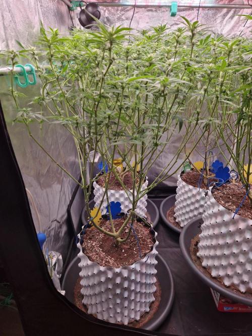 7th Wave. Week 13 - 16.01.26 