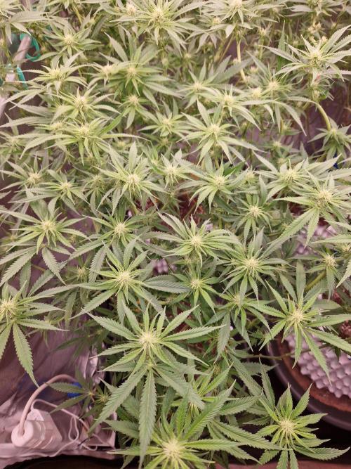 7th Wave. Week 13 - 16.01.26 