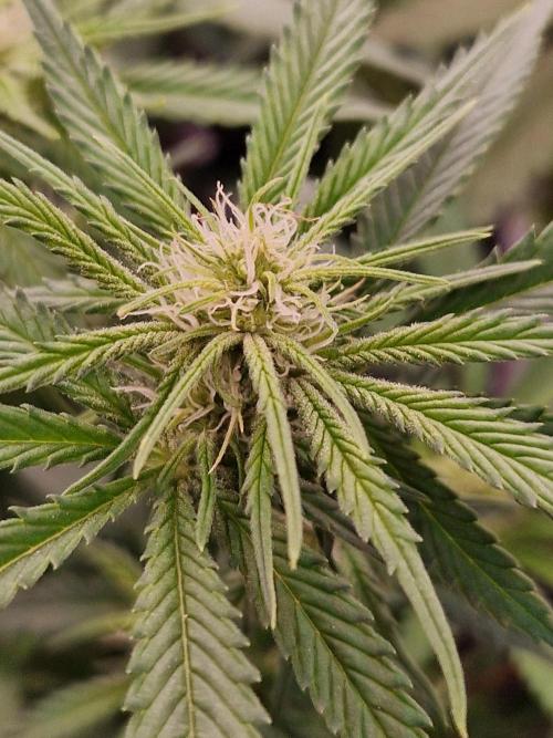 7th Wave. Week 13 - 16.01.26 