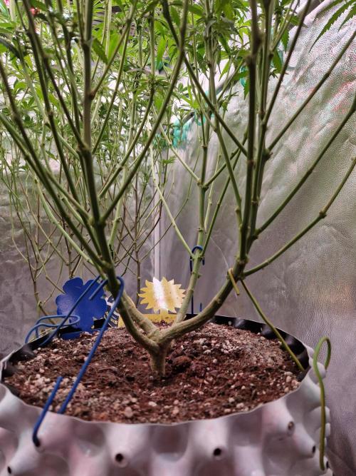 Enemy of the State. Week 13 - 16.01.26 