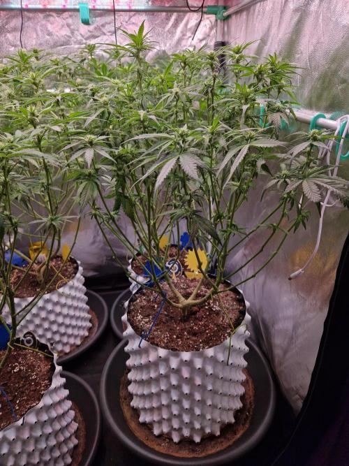 Enemy of the State. Week 13 - 16.01.26 