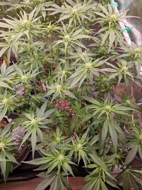 Enemy of the State. Week 13 - 16.01.26 