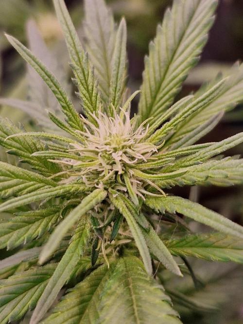 Enemy of the State. Week 13 - 16.01.26 