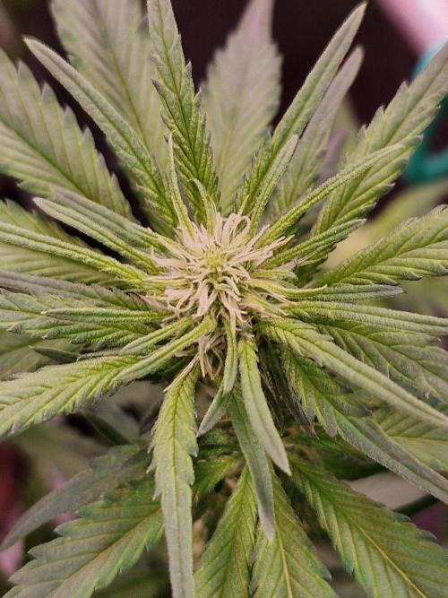 Enemy of the State. Week 13 - 16.01.26 