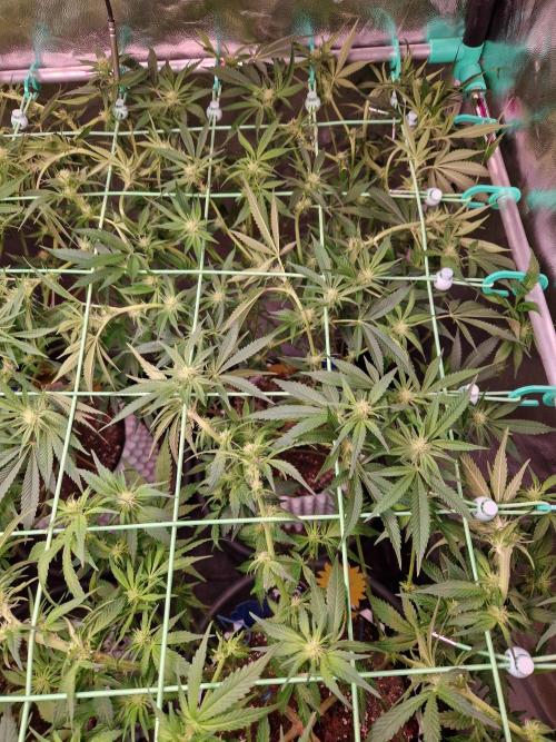 Gorilla Melon. Week 17 - 16.01.26