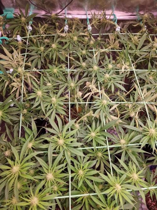 Lemon Mandarin. Week 17 - 16.01.26 