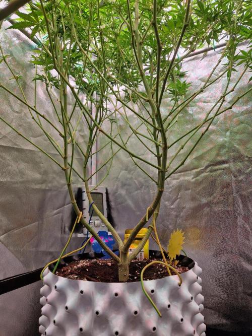 Lemon Mandarin. Week 18 - 23.01.26