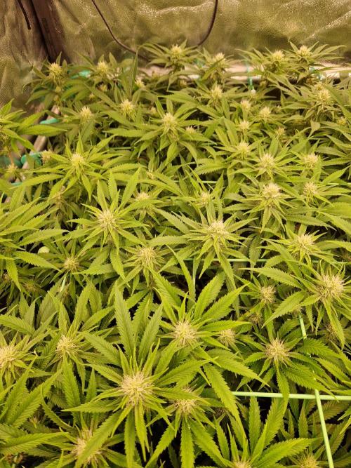 Lemon Mandarin. Week 18 - 23.01.26