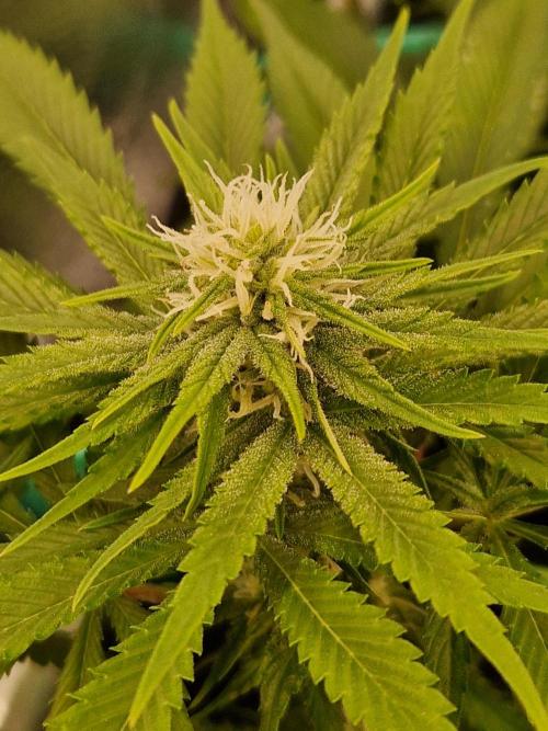 Lemon Mandarin. Week 18 - 23.01.26