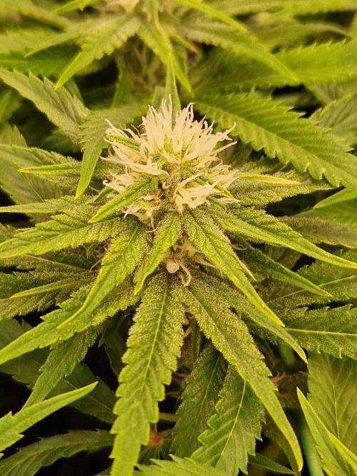 Lemon Mandarin. Week 18 - 23.01.26 