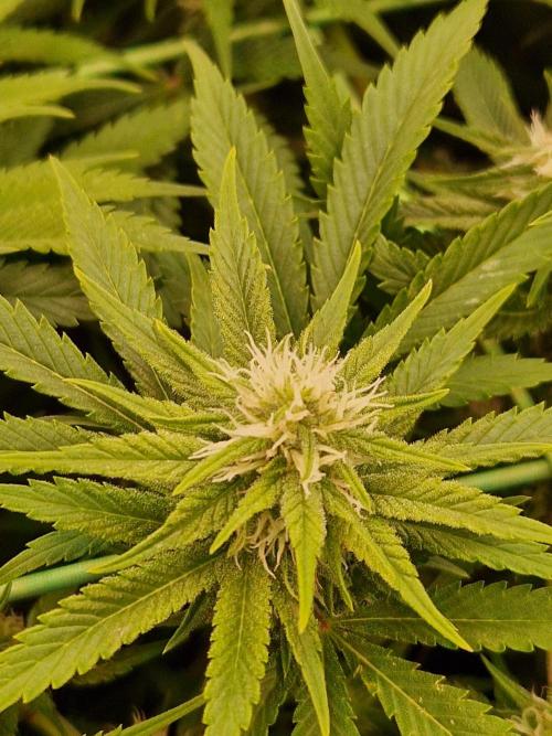 Lemon Mandarin. Week 18 - 23.01.26 