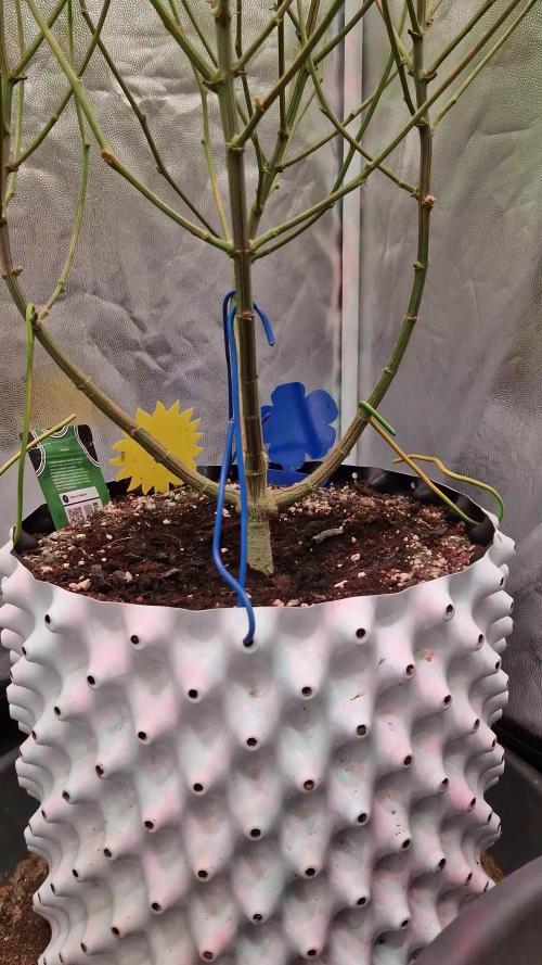 Gorilla Melon