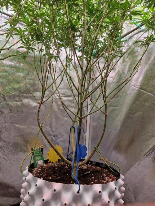 Gorilla Melon. Week 18 - 23.01.26 