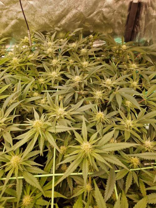 Gorilla Melon. Week 18 - 23.01.26 