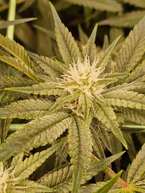 Gorilla Melon. Week 18 - 23.01.26 