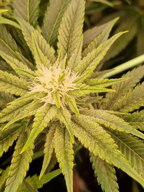 Gorilla Melon. Week 18 - 23.01.26 