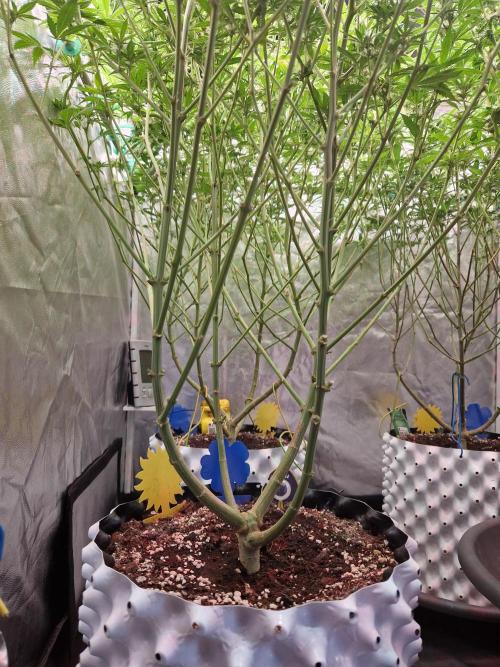 7th Wave. Week 14 - 23.01.26