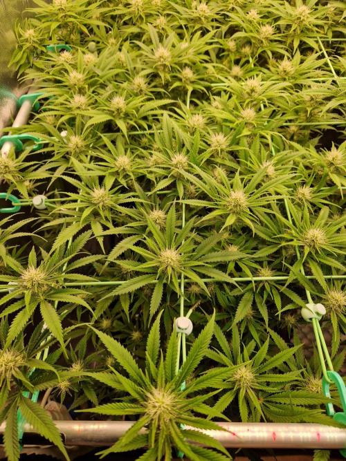 7th Wave. Week 14 - 23.01.26