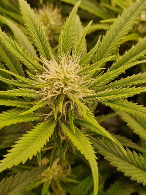 7th Wave. Week 14 - 23.01.26