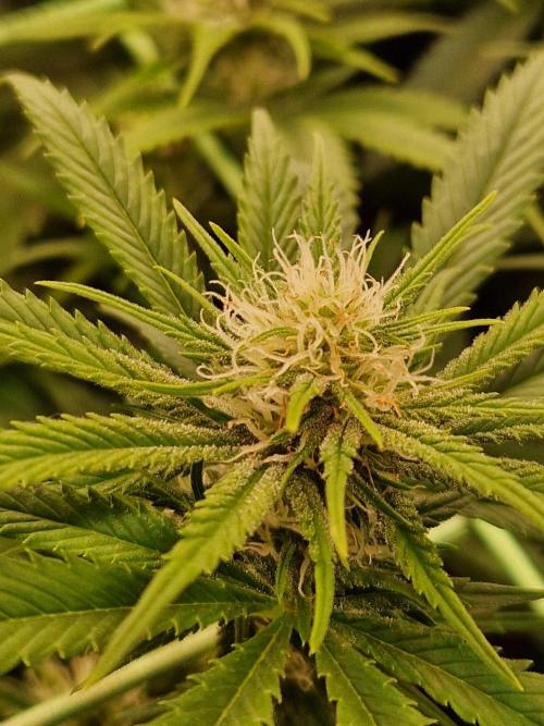 7th Wave. Week 14 - 23.01.26