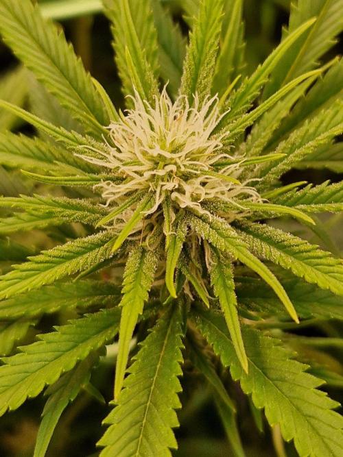 7th Wave. Week 14 - 23.01.26