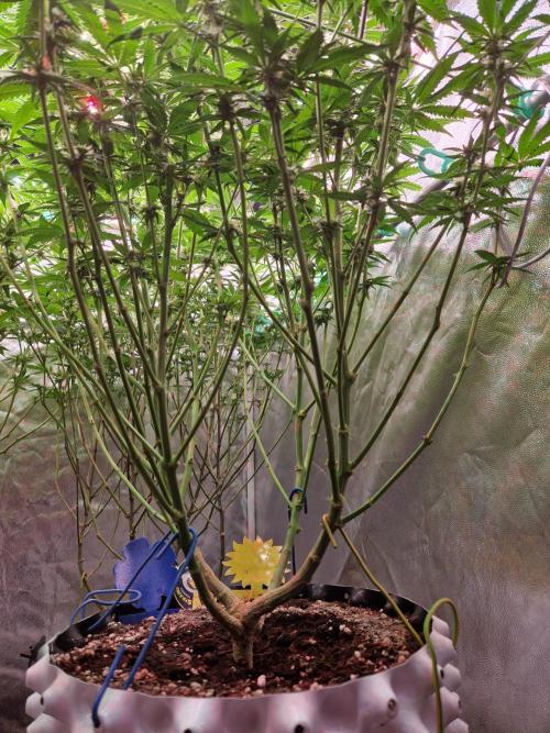 Enemy of the State. Week 14 - 23.01.26 