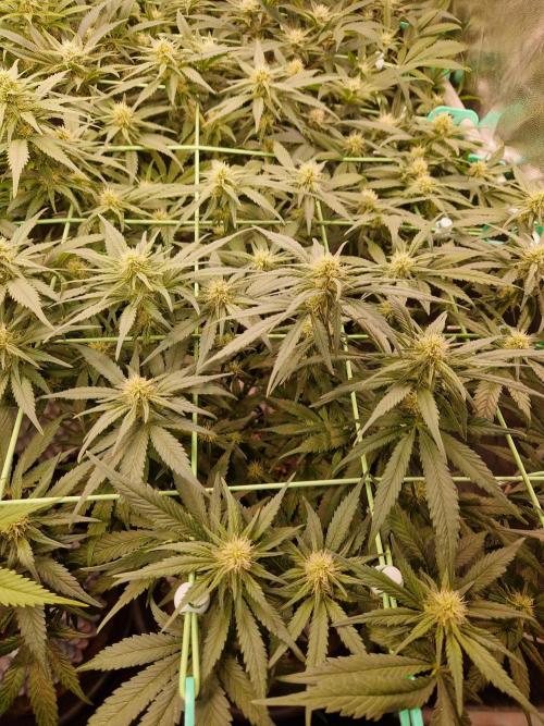 Enemy of the State. Week 14 - 23.01.26 