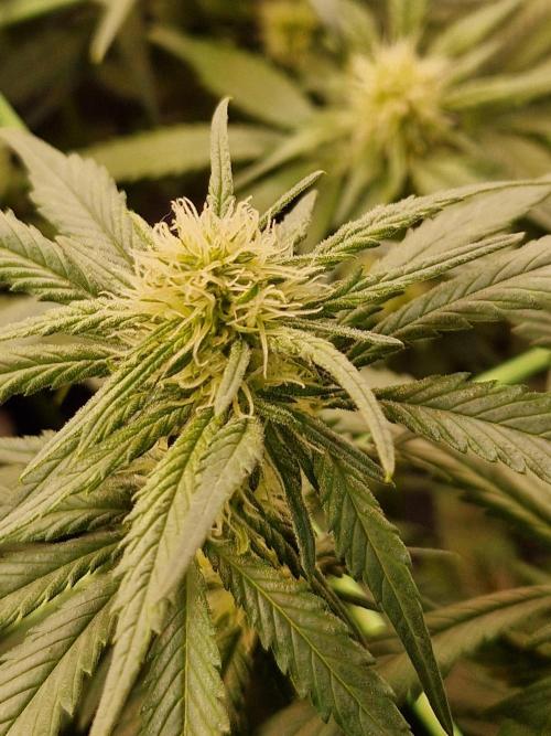 Enemy of the State. Week 14 - 23.01.26 