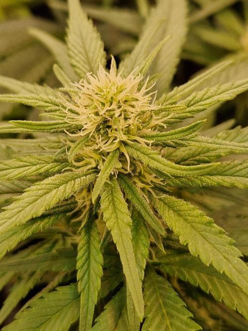 Enemy of the State. Week 14 - 23.01.26 