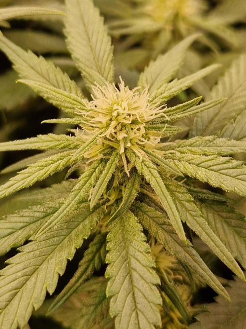 Enemy of the State. Week 14 - 23.01.26 