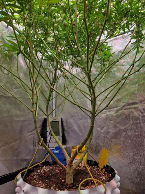 Lemon Mandarin. Week 19 - 30.01.26